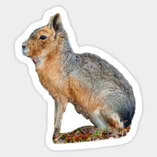 Mara or Patagonian Hare Sticker